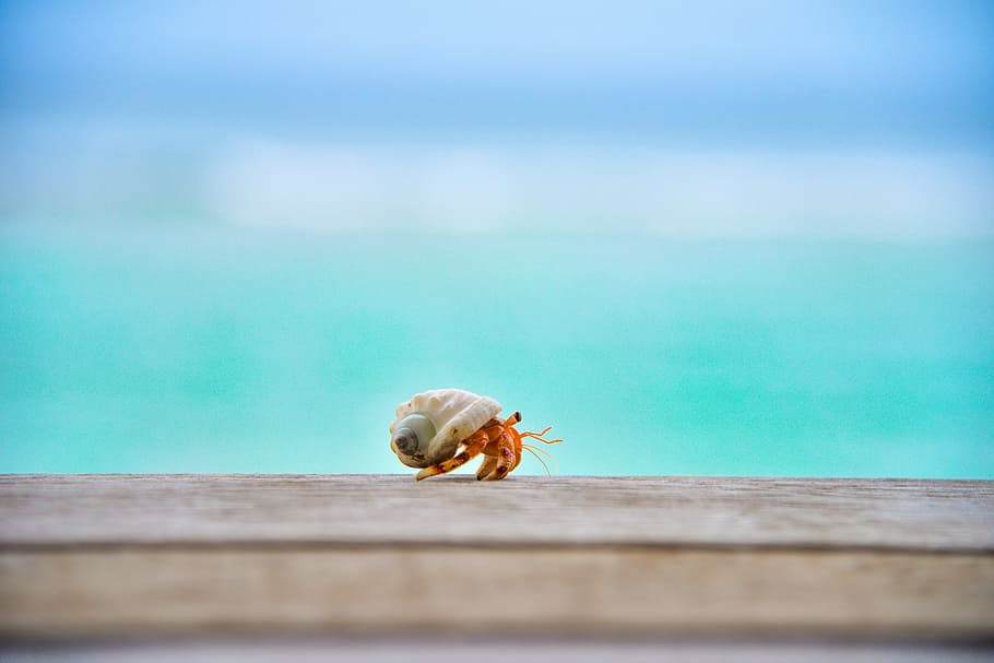 shallow focus photography of hermit crab on top of wood, white and orange snail on brown wooden board HD wallpaper