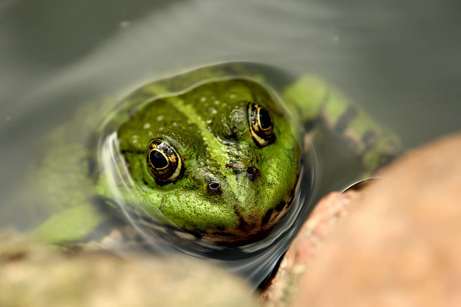 Frog body. Лягушка улыбается. Удивленная лягушка. Жаба улыбается. Зеленая водяная лягушка.