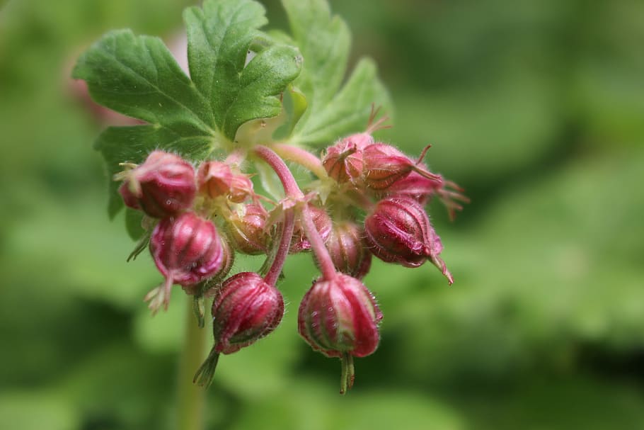 plants, macro, colour, food and drink, freshness, plant part HD wallpaper