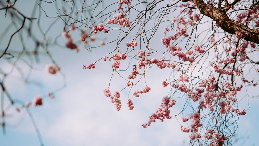 Pink Blossom and Blue sky, low angle photography of pink cherry blossoms at daytime HD wallpaper