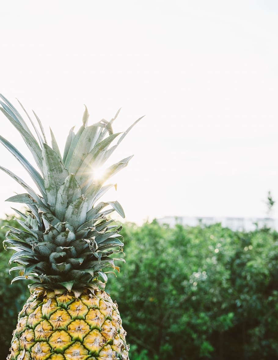 pineapple, dessert, appetizer, fruit, juice, crop, nature, grass HD wallpaper