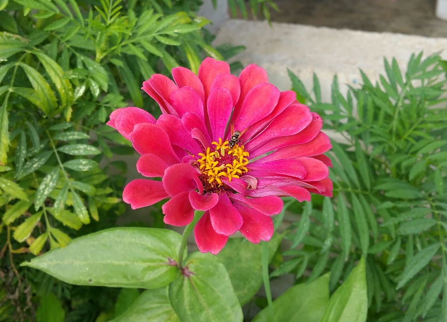 flower, bee, pink, flowering plant, freshness, petal, beauty in nature HD wallpaper