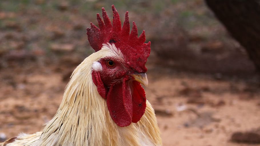 rooster, farm, barnyard, chicken, poultry, cockerel, farm animals HD wallpaper