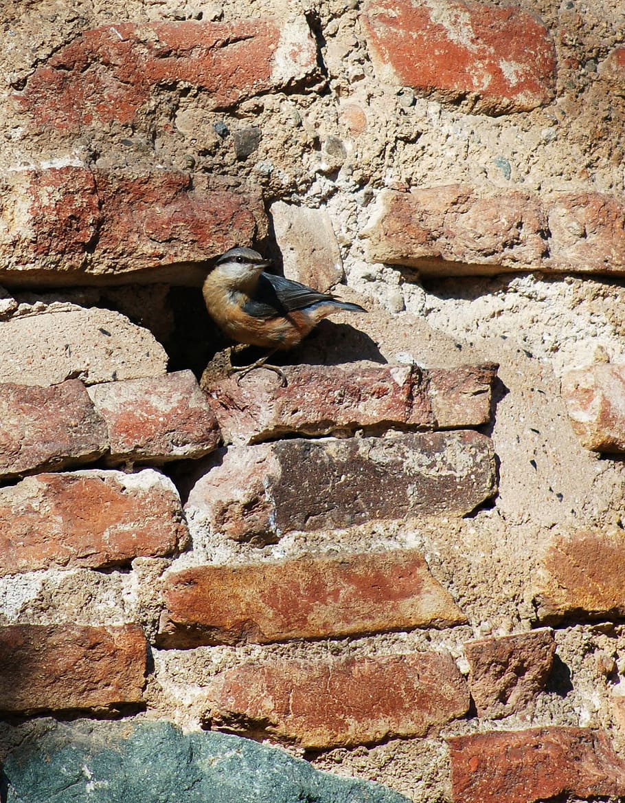 bird, bricks, mortar, feather, wing, old masonry, plumage, nature HD wallpaper