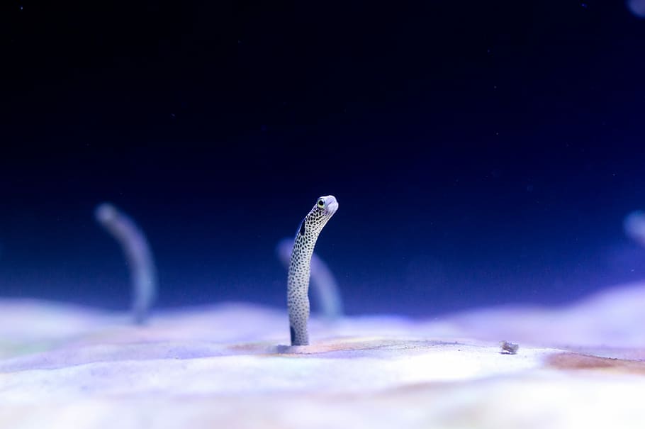 micro photography of white marine creature, underwater worm, eel HD wallpaper
