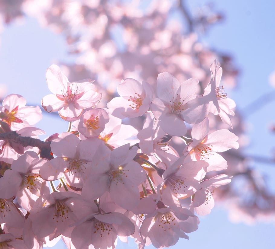 cherry, spring, sunshine, petal, show through, backlight, blue sky HD wallpaper