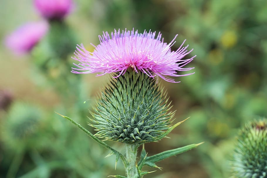 flower, thistle, blossom, bloom, purple, nature, macro, prickly HD wallpaper