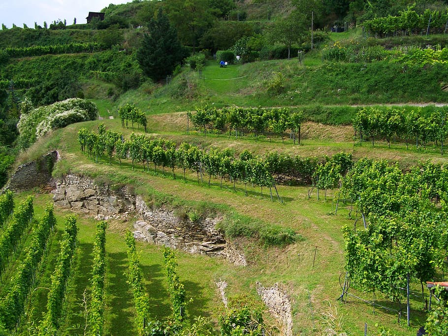 terrace viticulture, krems, austria, plant, green color, tree