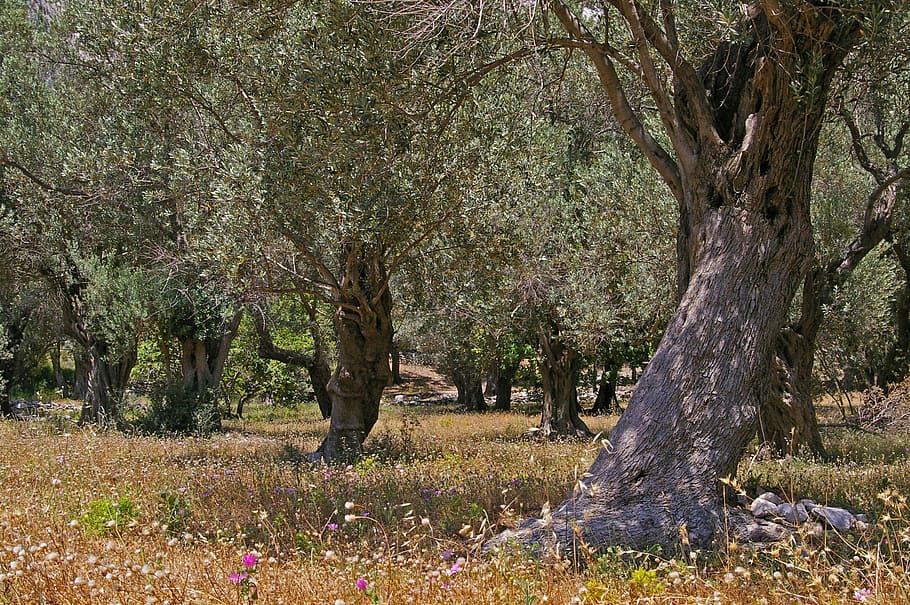 Old, Olive Tree, Log, Wood, olive trees, olives, plantation