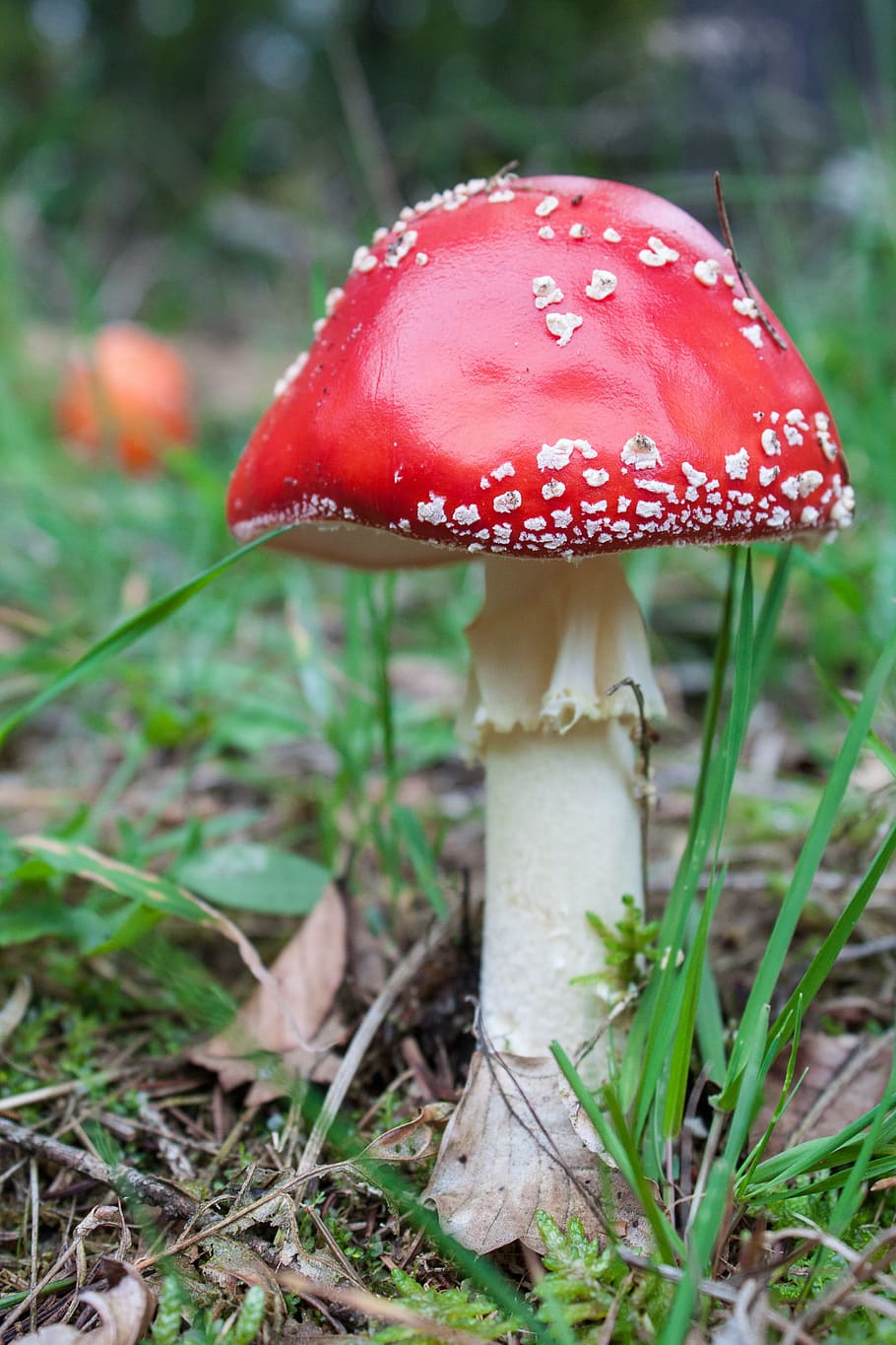fly agaric, mushroom, red, forest, red fly agaric mushroom HD wallpaper