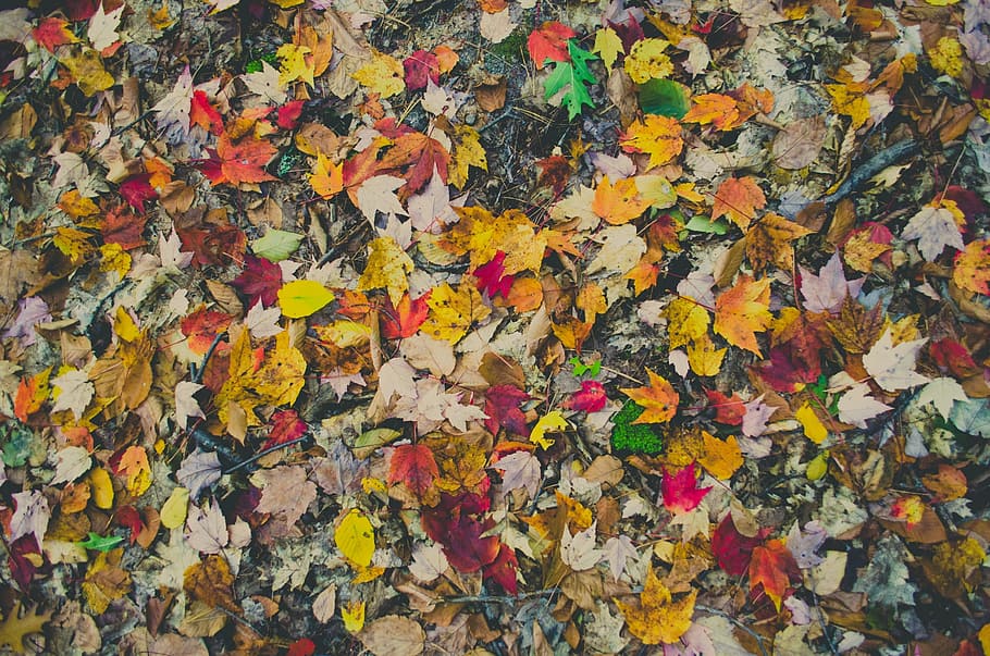 colorful, leaf, autumn, change, plant part, full frame, backgrounds HD wallpaper