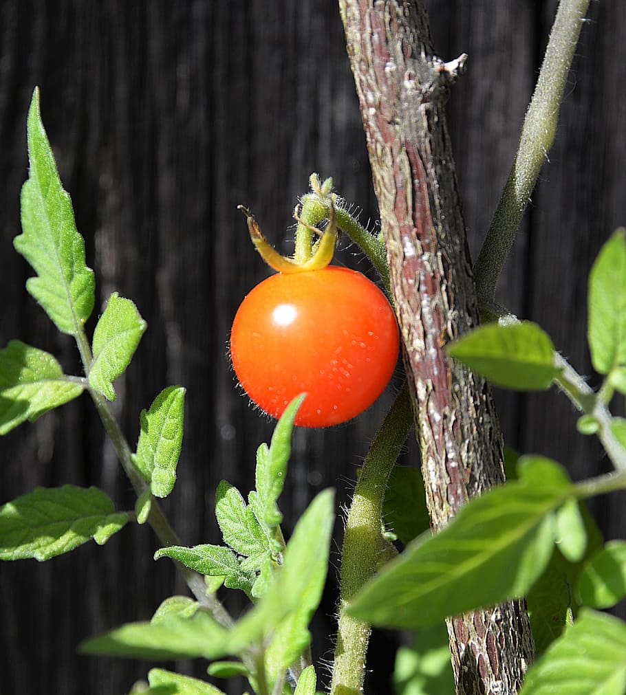 shallow focus photography of tomato fruit, ripe, red, vegetables HD wallpaper