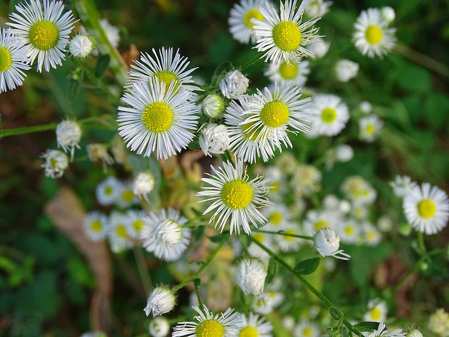 Fine, Jet, Flower, White, fine jet, pointed flower, fleabane HD wallpaper