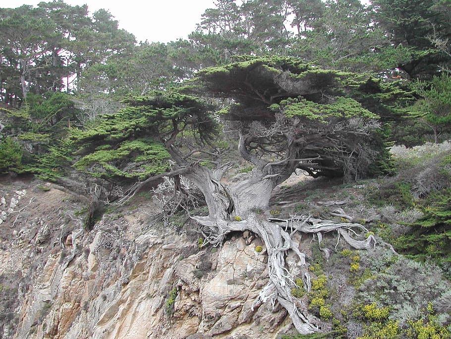 tree on rocky mountain, monterey, coast, weird, exposed, roots HD wallpaper