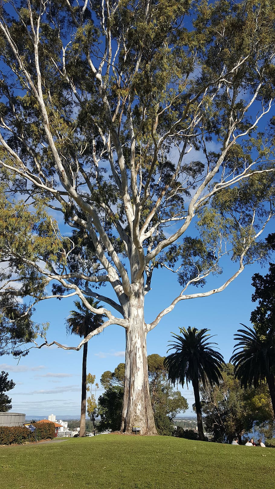 majestic, eucalyptus, park, environment, nature, white bark HD wallpaper