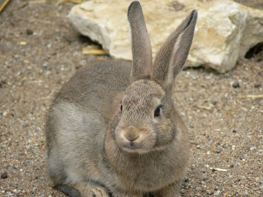 rabit, rabbit, farm, breeding, mammal, animal, animal themes HD wallpaper