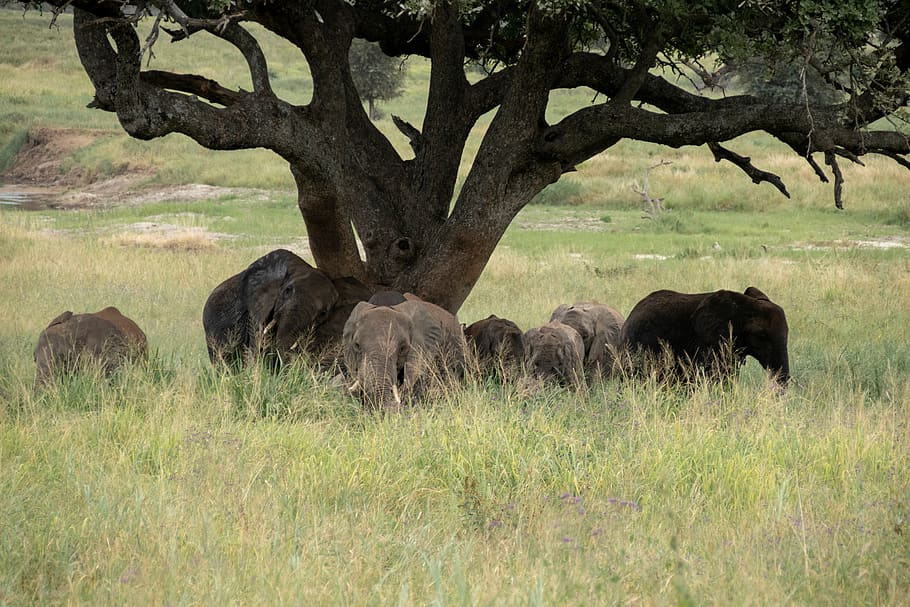 elephant, tree, serengeti, animals in the wild, plant, animal themes HD wallpaper