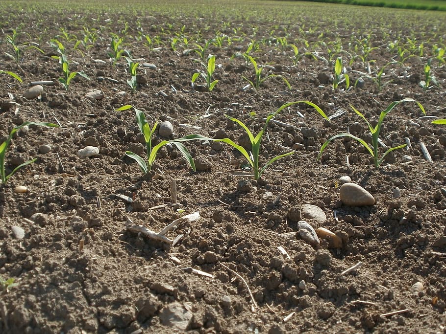 agriculture, maize, field, corn, plants, cultivation, plantation HD wallpaper