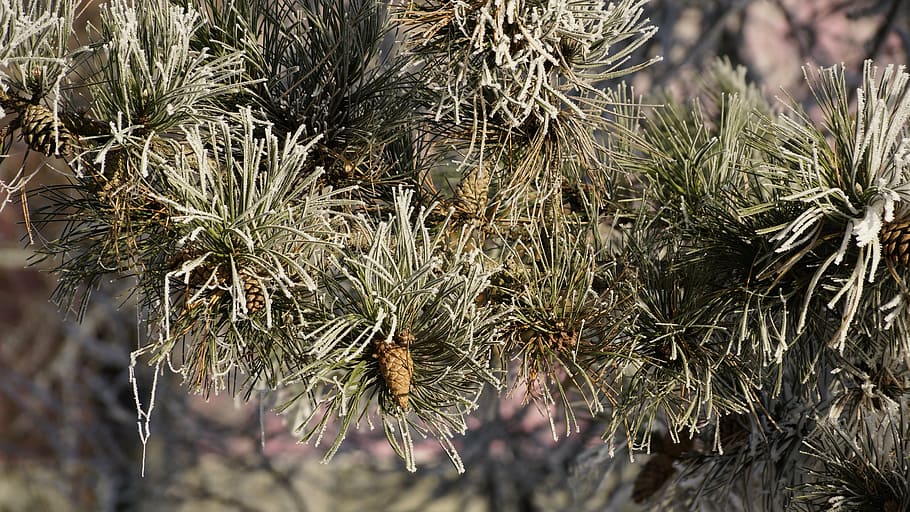 tree, conifer, cone, winter, snow, ice, frost, needles, forest HD wallpaper