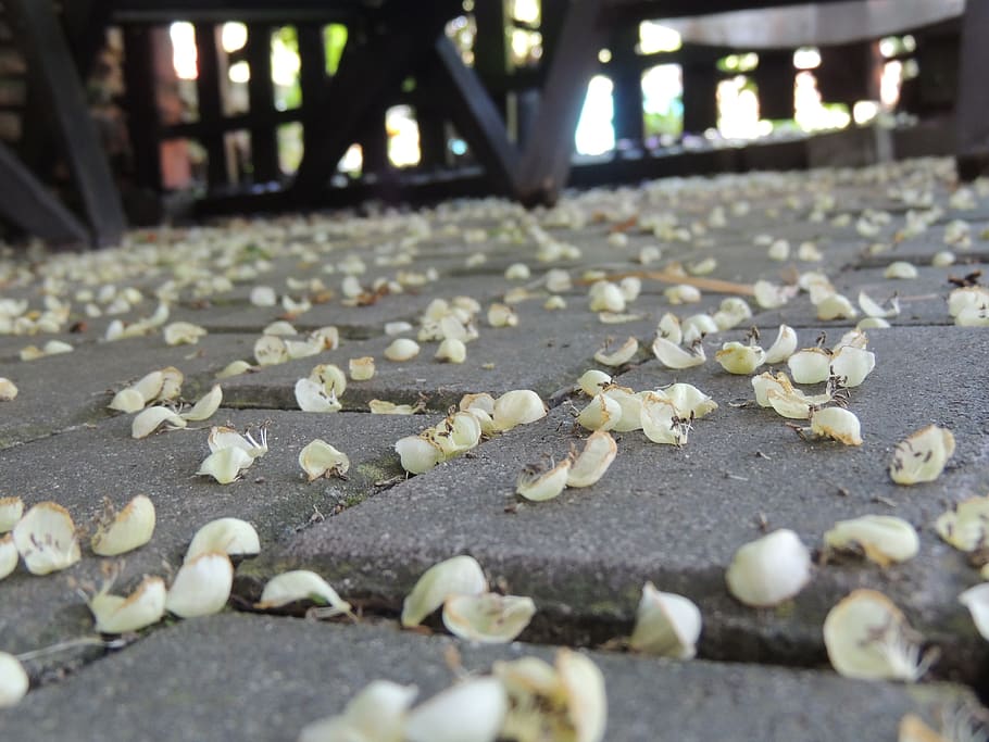 florets, ground, fallen, petal, selective focus, no people HD wallpaper