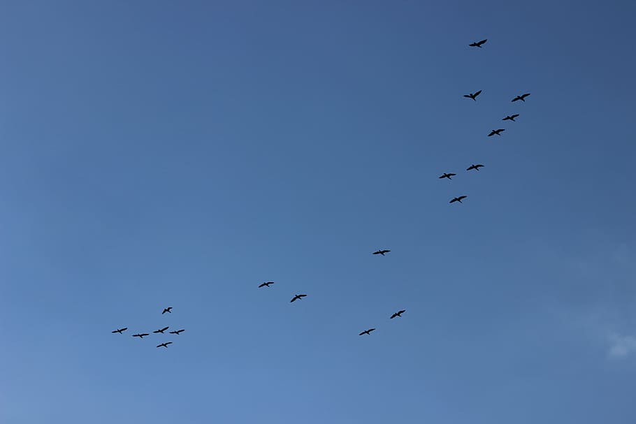 Bird Flight, Freedom, sky, flying, animal themes, animals in the wild HD wallpaper