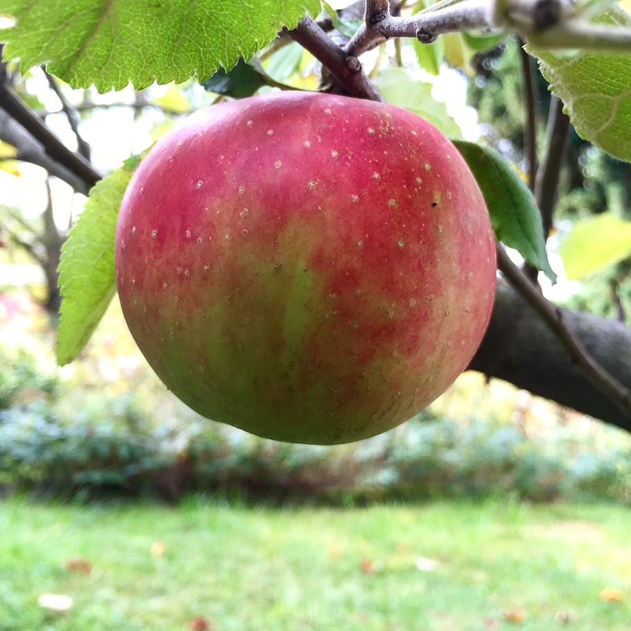 apple, tree, delicious, garden, apple tree, fruit, red, ungeerntet HD wallpaper