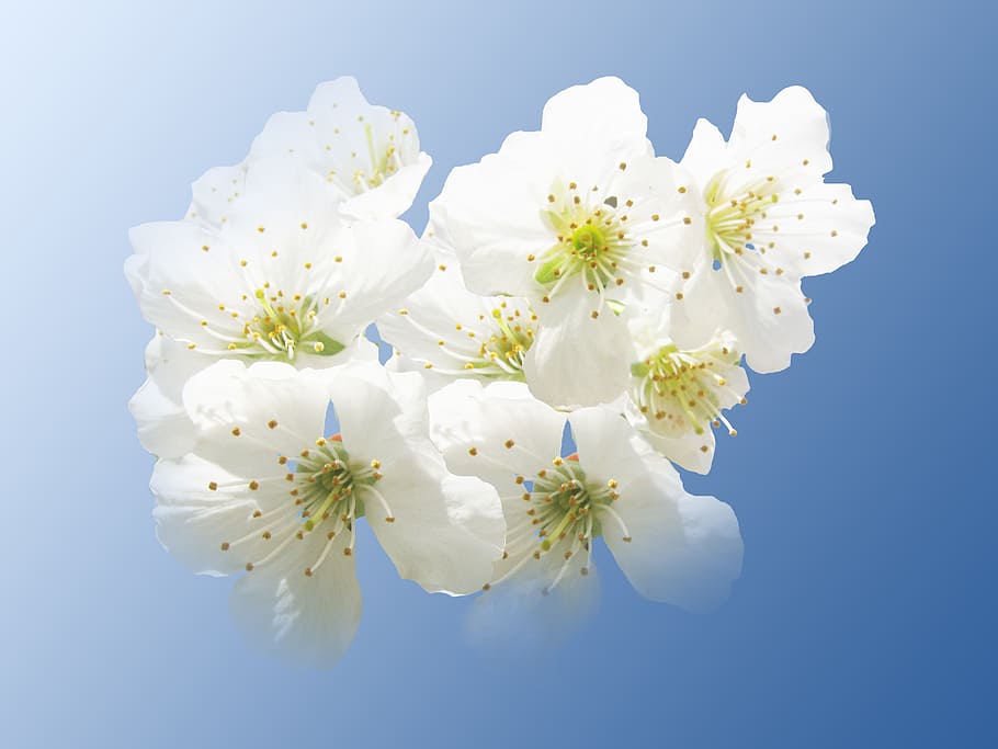 cherry blossoms, hell, white, spring, risen, bee pollen, isolated HD wallpaper