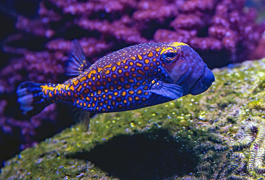 blue and yellow fish swimming underwater, blue and orange pet fish HD wallpaper