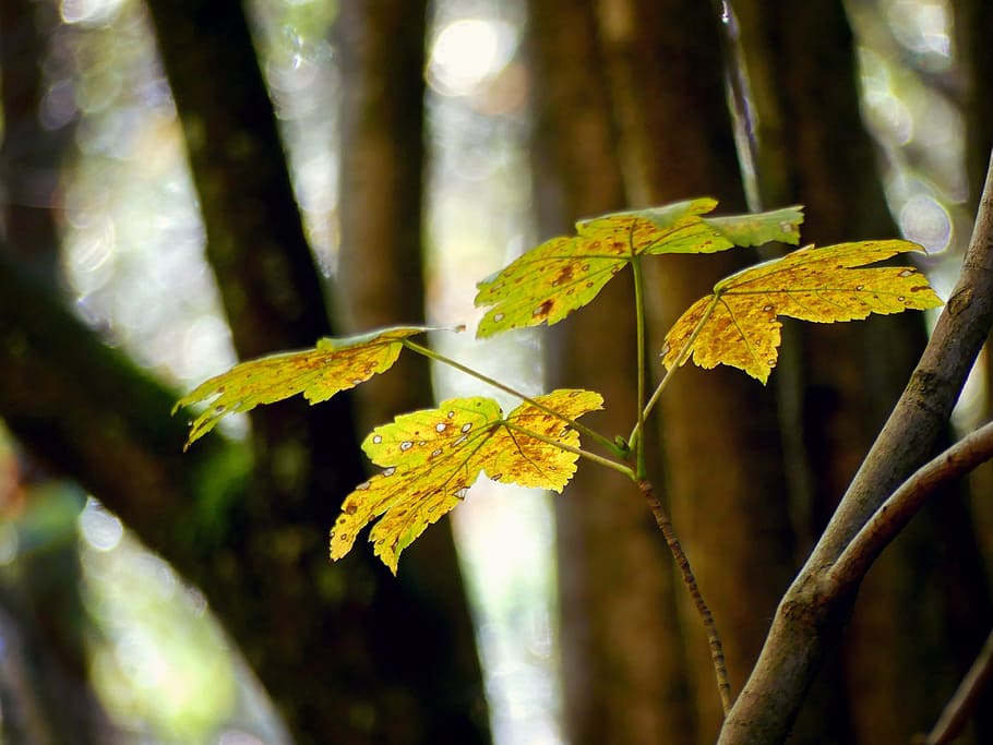 yellow leaf, maple, maple leaves, autumn, fall foliage, tree, HD wallpaper