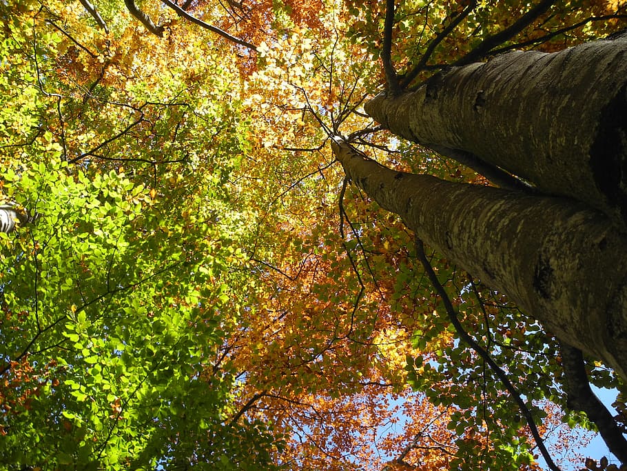 fall foliage, tree, autumn forest, leaves, nature, red, colorful HD wallpaper