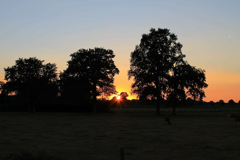 tree, trees, sunset, landscape, evening, nature, silhouette HD wallpaper