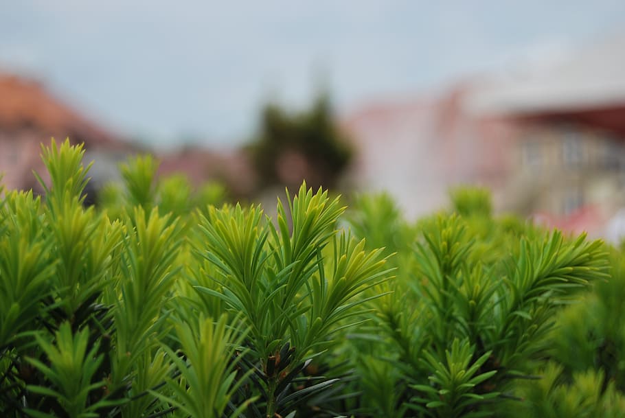foliage, green, nature, plant, green color, growth, leaf, close-up HD wallpaper