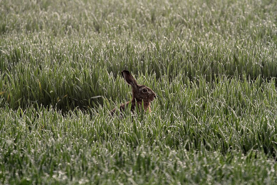 hare, morgentau, daybreak, cornfield, wild animal, animal themes HD wallpaper