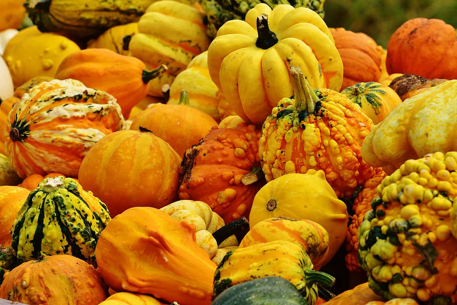 Pumpkins, autumn, autumn decoration, harvest, decorative squashes, HD wallpaper