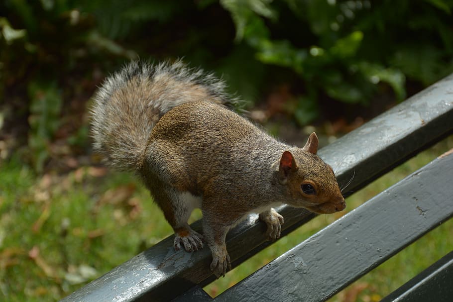 Squirrel, Rodent, Animal, Bench, one animal, animal wildlife HD wallpaper