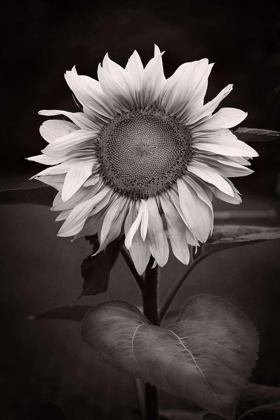 Discover 59+ black and white sunflower wallpaper super hot - in.cdgdbentre