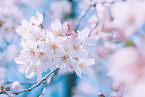 close-up photo of white Cherry Blossom, nature, tree, branch HD wallpaper