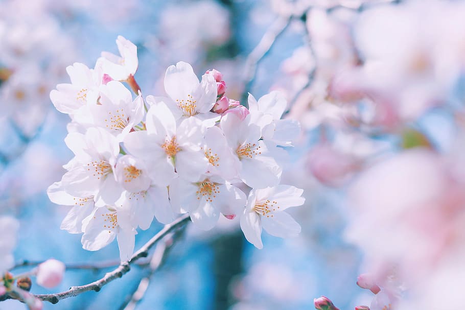 close-up photo of white Cherry Blossom, nature, tree, branch HD wallpaper