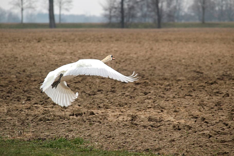 Swan, Departure, Bird, Nature, water bird, swing, one animal HD wallpaper