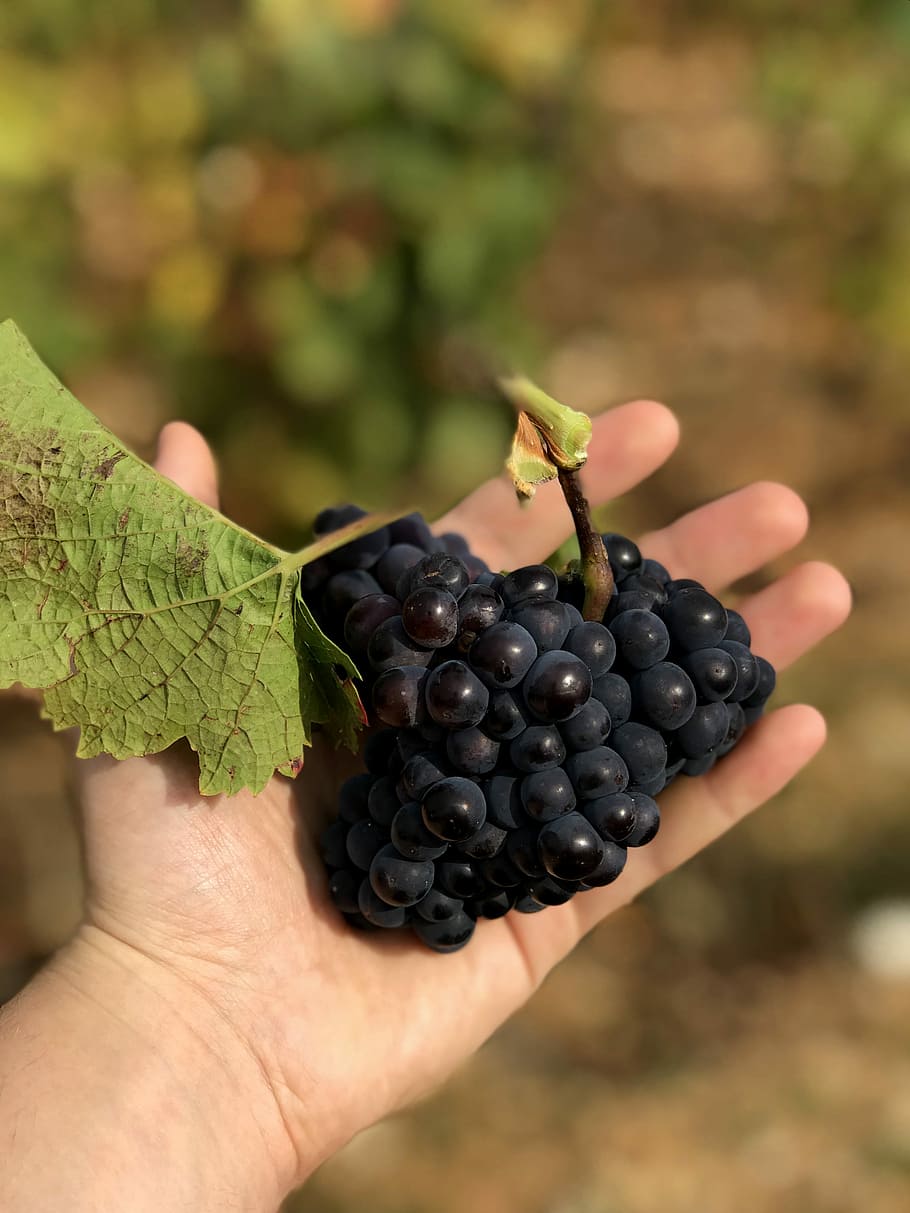 selective focus photography of person holding grapes, person holding grapefruit HD wallpaper