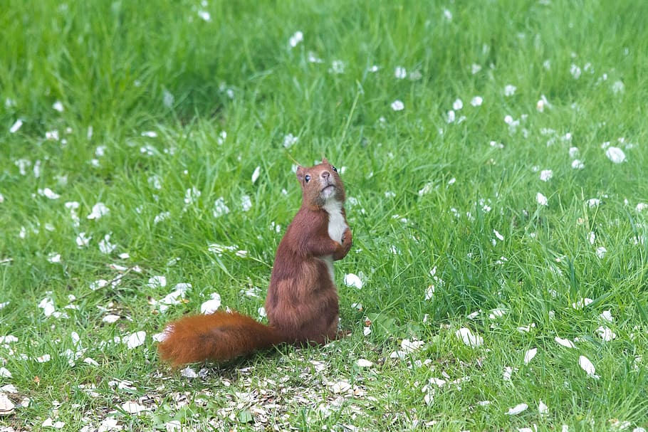 squirrel, expensive, have, natural, denmark, grass, lawn, beg HD wallpaper