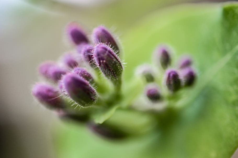 plant, flower, close-up, selective focus, growth, no people HD wallpaper