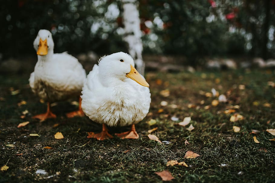 White ducks on the grass, bird, leaves, animal, farm, nature HD wallpaper