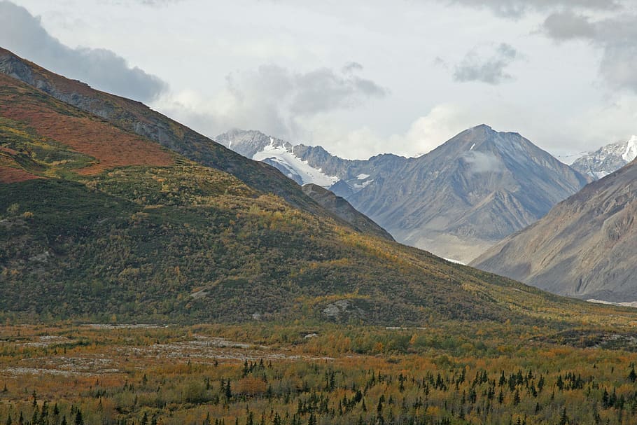 alaska, forest, mountains, trees, countryside, wilderness mountain HD wallpaper