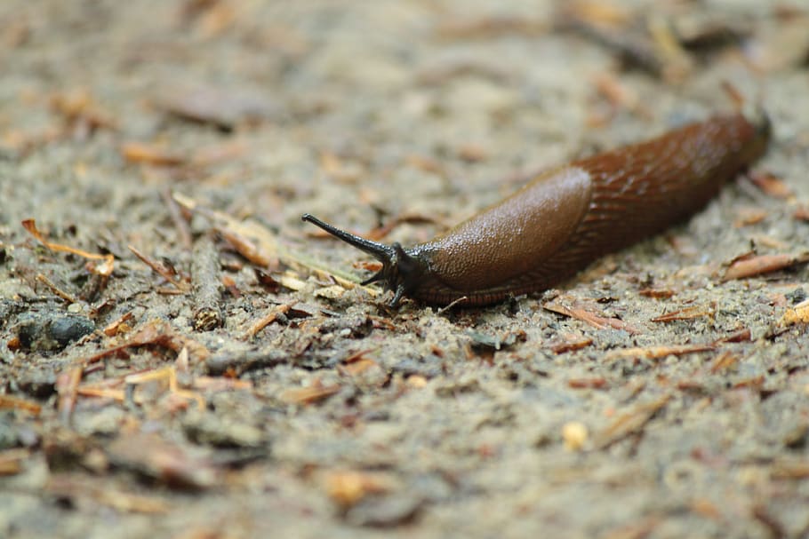 slug, snail, snails, molluscs, animal themes, gastropod, animal wildlife HD wallpaper