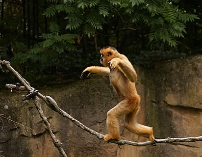 wildlife photograph of monkey walking on branch of tree, gibbon HD wallpaper