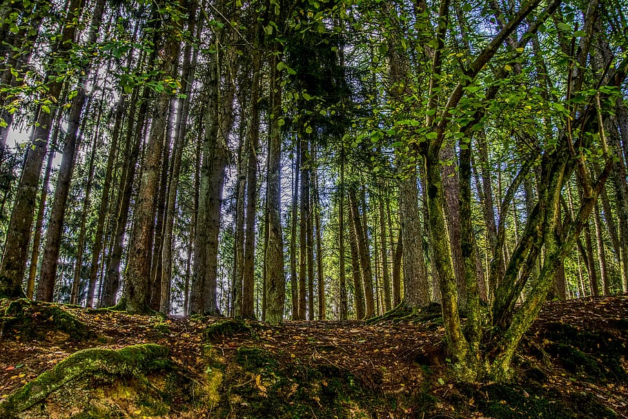 forest, trees, landscape, nature, back light, green, leaves HD wallpaper