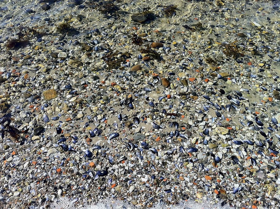 sea shells, beach, water, sand, pebble, nature, backgrounds HD wallpaper