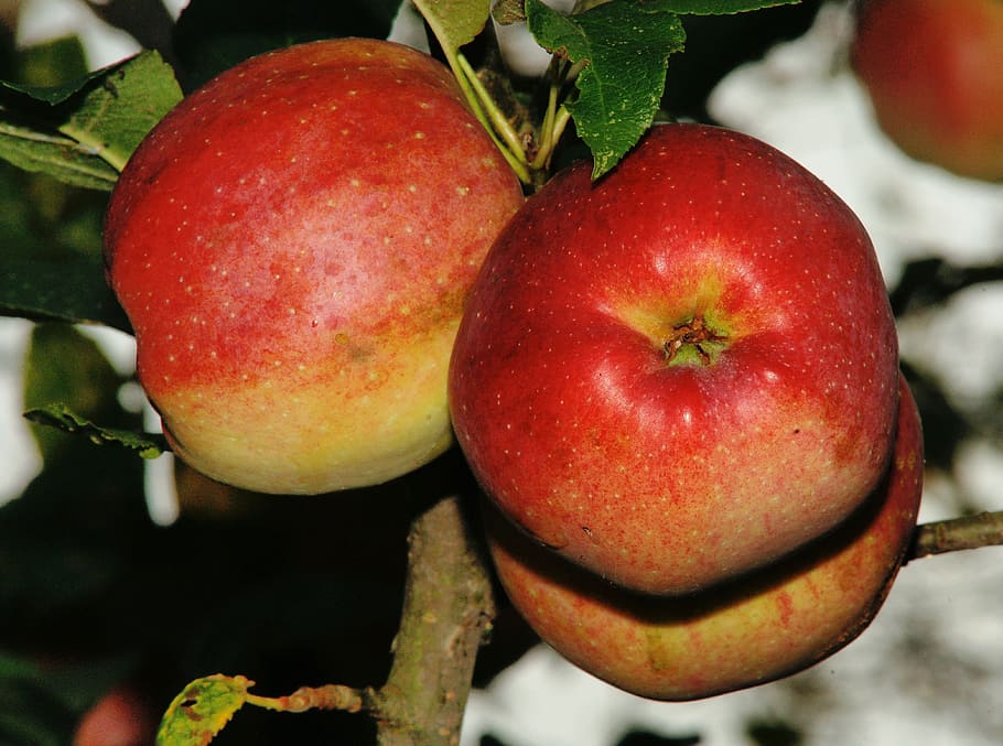 tree, apple tree, fruit tree, branches, late summer, healthy HD wallpaper