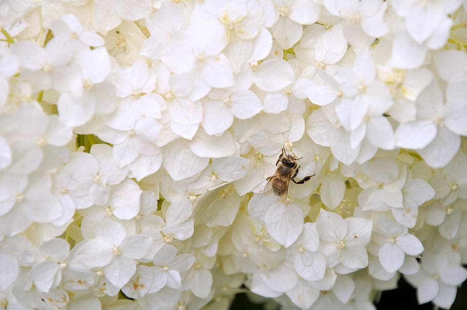 Flower, Insect, Nature, Honey Bee, garden, flowers, white, one animal HD wallpaper